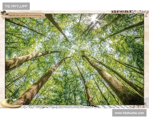 探索永歌森林的自然奥秘与生态奇观揭示之旅 探索永歌森林的自然奥秘与生态奇观揭示之旅